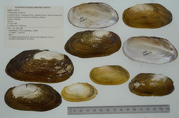 specimen