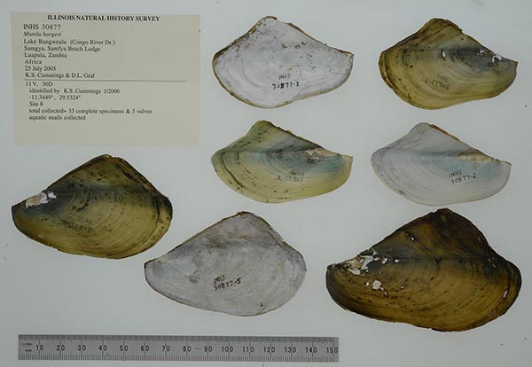 specimen