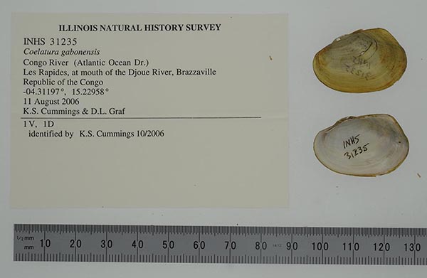 specimen
