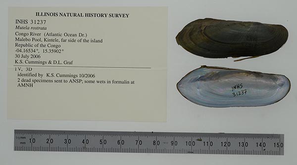 specimen