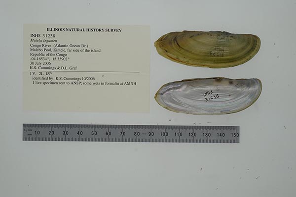 image of lot INHS_31238 image of lot INHS_31238