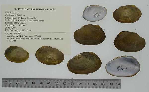 image of lot INHS_31239 image of lot INHS_31239