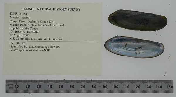 specimen
