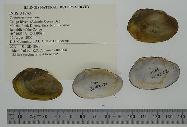 specimen