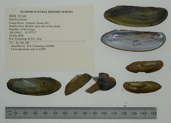 specimen