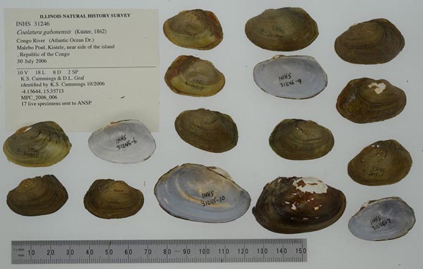 image of lot INHS_31246 image of lot INHS_31246