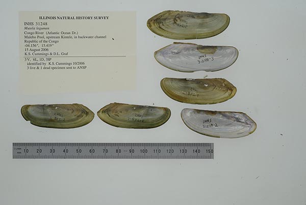 specimen