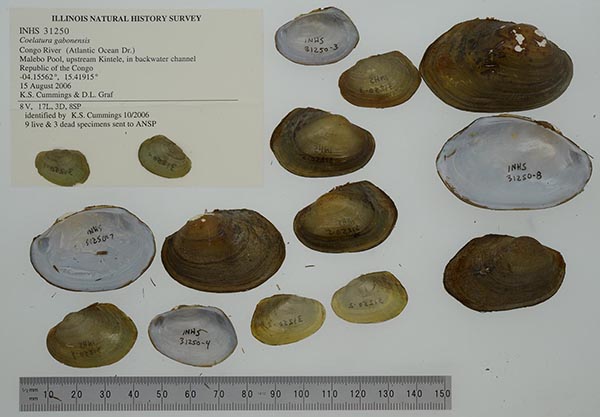 image of lot INHS_31250 image of lot INHS_31250