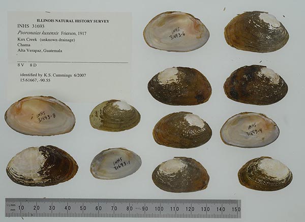 specimen