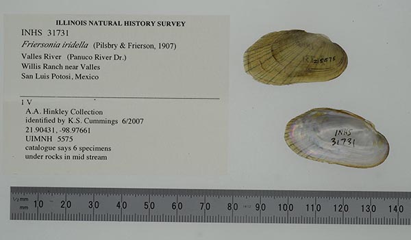 specimen