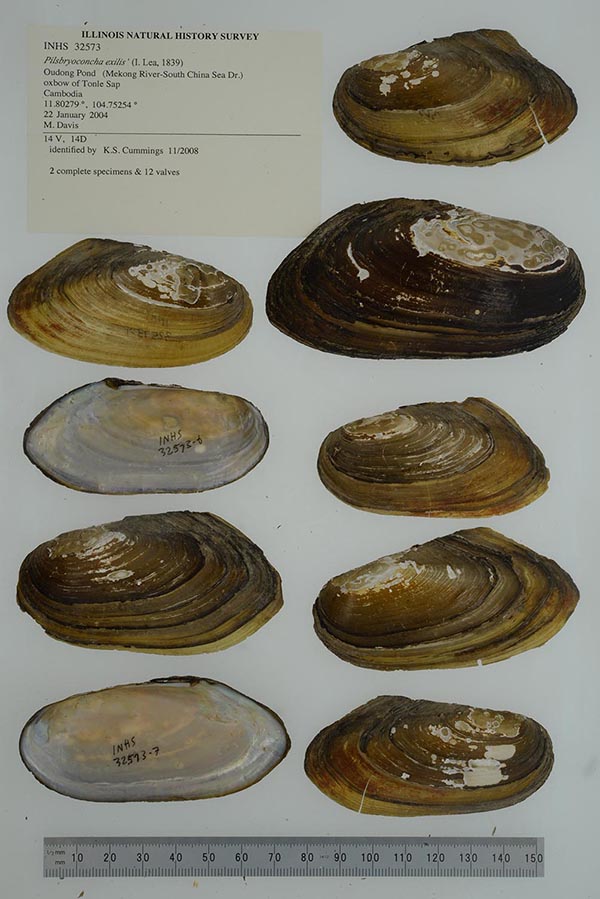 specimen