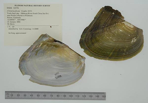 specimen