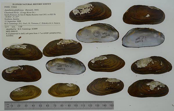 specimen