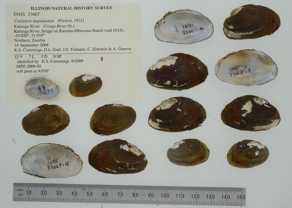 specimen