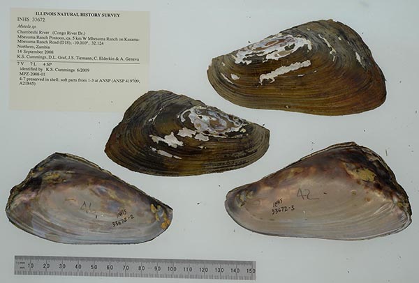 specimen
