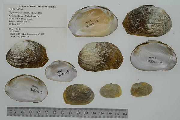 specimen