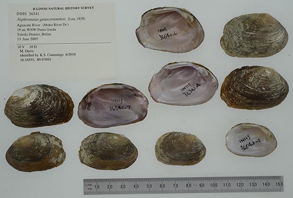 specimen