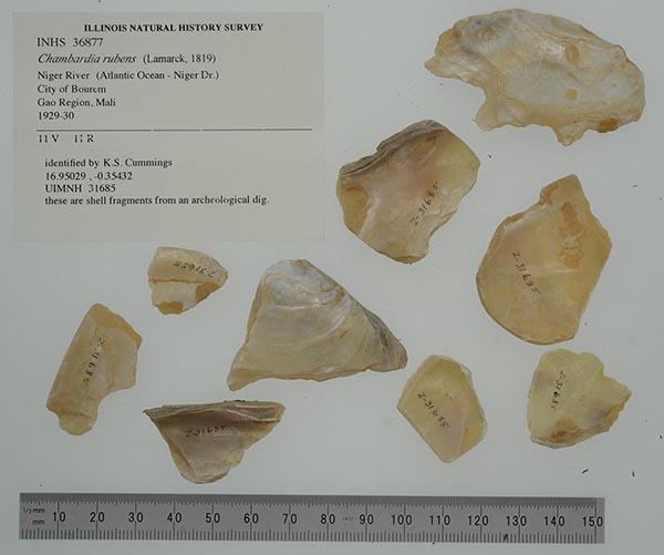 specimen