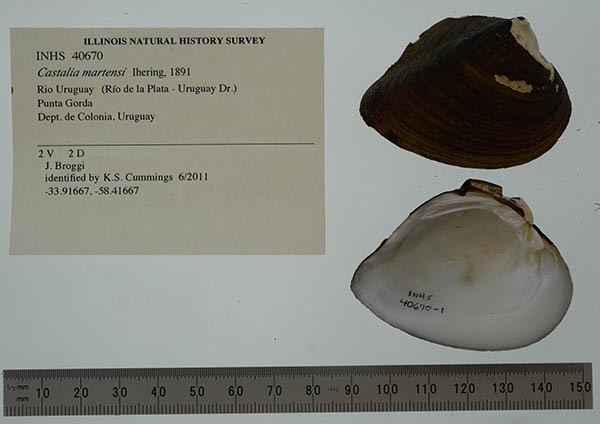 specimen