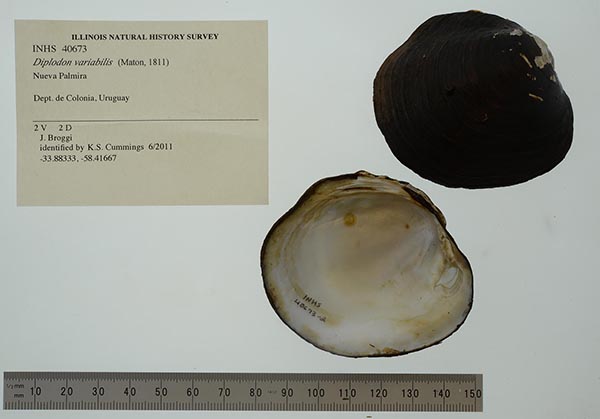 specimen