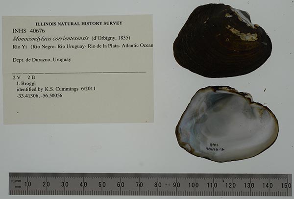 specimen