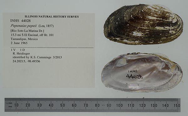 specimen