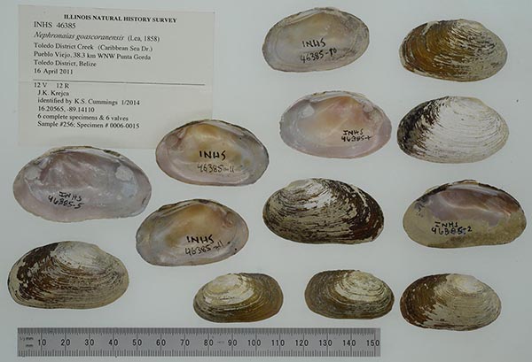 specimen