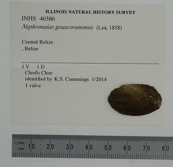 specimen