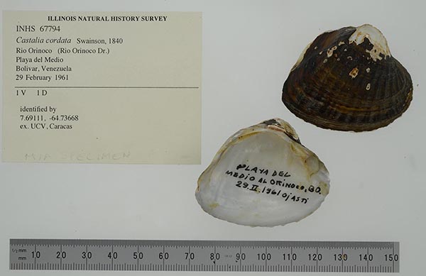 specimen