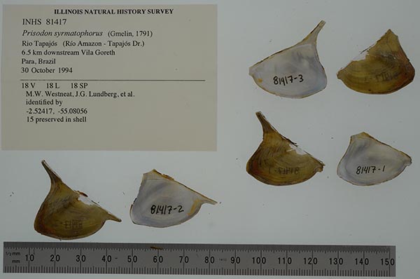 specimen