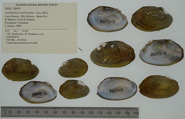 specimen