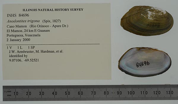 specimen