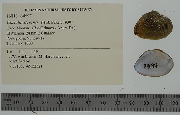 specimen