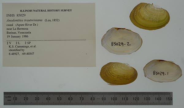 specimen