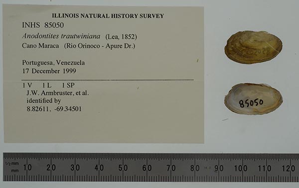 specimen