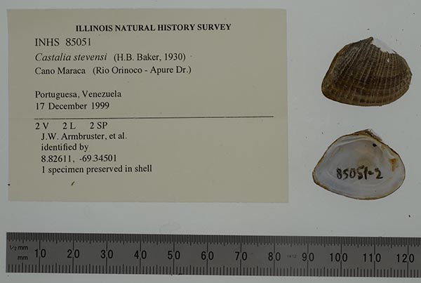 specimen