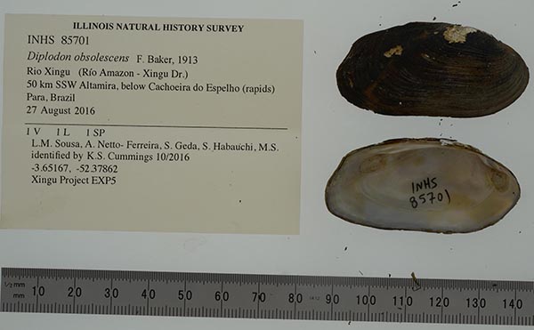 specimen