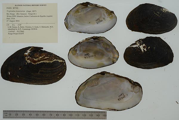 specimen
