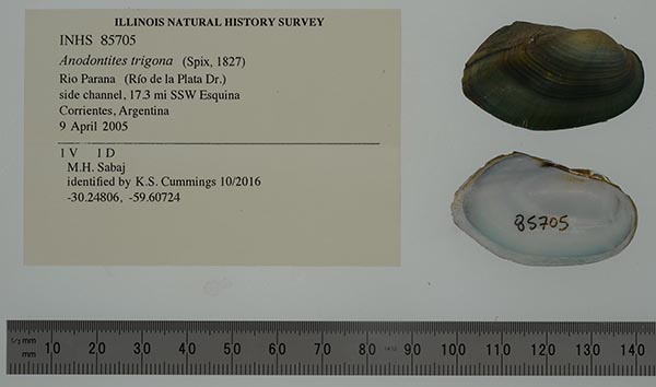 specimen