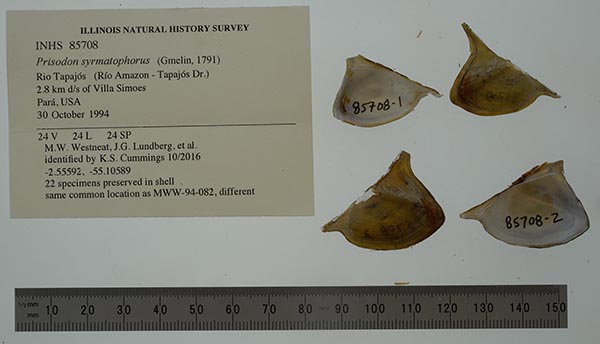 specimen