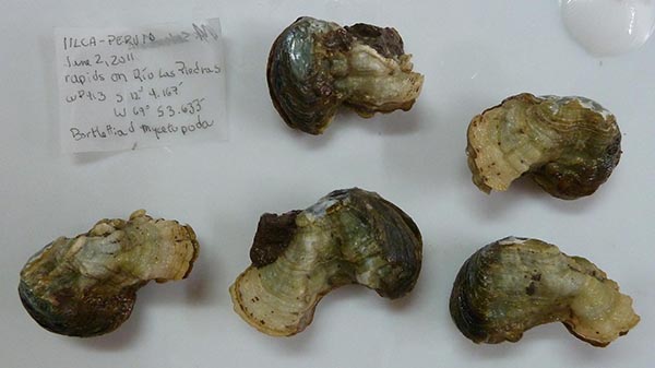specimen