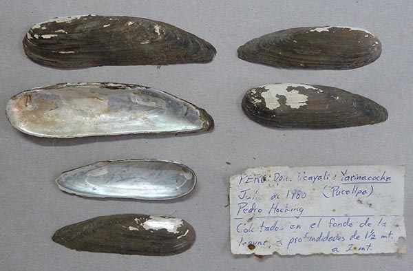 specimen