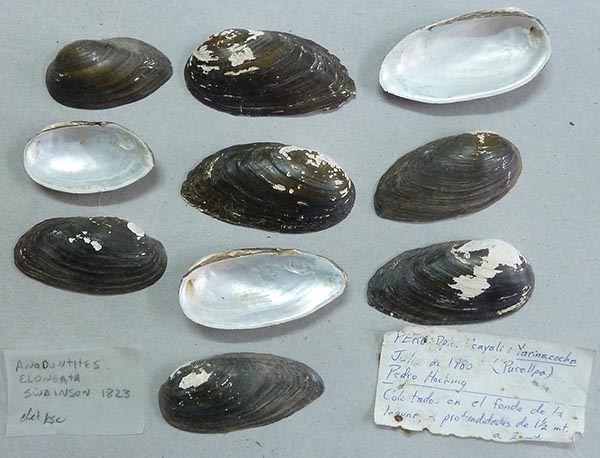 specimen