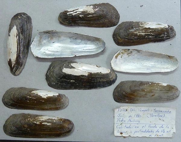 specimen
