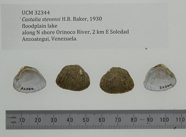 specimen