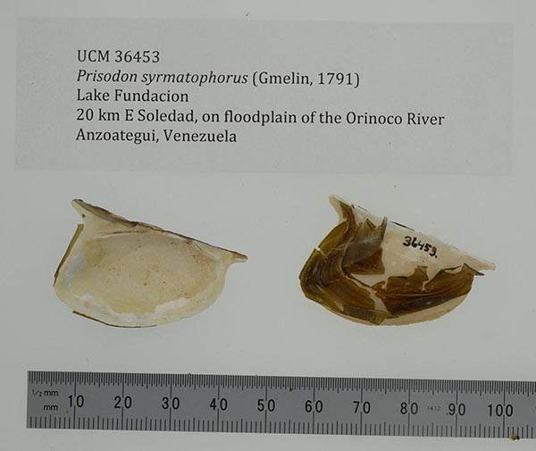 specimen
