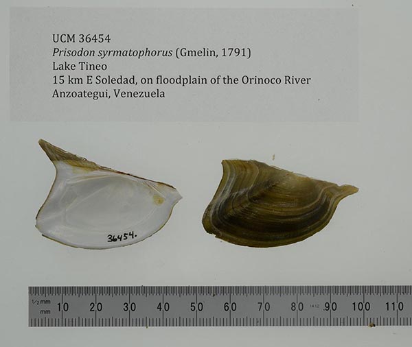 specimen