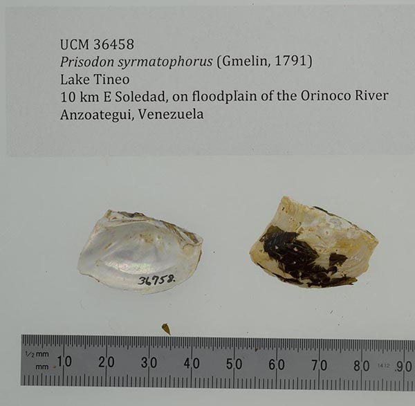 specimen