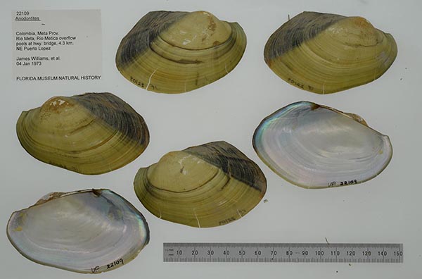 specimen