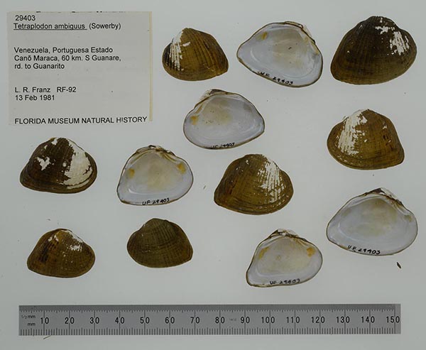 specimen